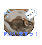 うちのチンチラさん③（個別スタンプ：3）