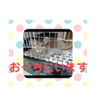 うちのチンチラさん③（個別スタンプ：4）