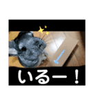 うちのチンチラさん③（個別スタンプ：5）
