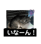 うちのチンチラさん③（個別スタンプ：6）