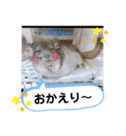 うちのチンチラさん③（個別スタンプ：7）