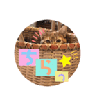 ただただ可愛い、こうめちゃんスタンプ♡2（個別スタンプ：5）