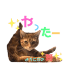 ただただ可愛い、こうめちゃんスタンプ♡2（個別スタンプ：15）