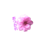 幸せになる四葉のクローバー（個別スタンプ：6）