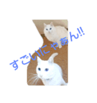 白猫 もち れお（個別スタンプ：5）