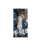 白猫 もち れお（個別スタンプ：8）