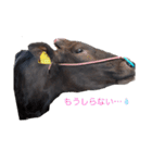 ウシのエミ（個別スタンプ：1）