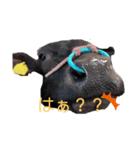 ウシのエミ（個別スタンプ：2）