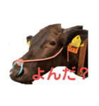 ウシのエミ（個別スタンプ：4）