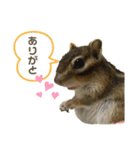 シマリスのむぎちゃん毎日使えるスタンプ♡（個別スタンプ：5）