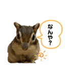 シマリスのむぎちゃん毎日使えるスタンプ♡（個別スタンプ：16）