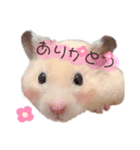 キンクマハムスターのキーマさん（個別スタンプ：1）