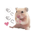 キンクマハムスターのキーマさん（個別スタンプ：2）