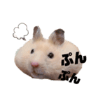 キンクマハムスターのキーマさん（個別スタンプ：8）