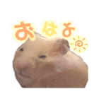 キンクマハムスターのキーマさん（個別スタンプ：9）