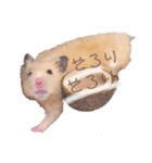 キンクマハムスターのキーマさん（個別スタンプ：12）