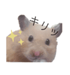 キンクマハムスターのキーマさん（個別スタンプ：13）