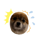 黒ヒゲきなこの夏。（個別スタンプ：4）