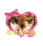 Harley＆Momo♡（個別スタンプ：4）