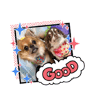 Harley＆Momo♡（個別スタンプ：15）