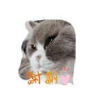 飼い猫さん（個別スタンプ：1）