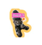 飼い猫さん（個別スタンプ：3）