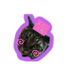 飼い猫さん（個別スタンプ：5）