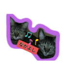 飼い猫さん（個別スタンプ：6）
