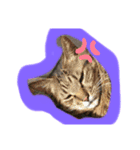 飼い猫さん（個別スタンプ：8）
