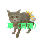 あんこあんこあんこ（個別スタンプ：3）