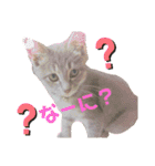 あんこあんこあんこ（個別スタンプ：5）