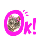 あんこあんこあんこ（個別スタンプ：13）