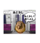 半蔵門線を利用される貴方へ、ウロコインコ（個別スタンプ：2）