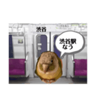半蔵門線を利用される貴方へ、ウロコインコ（個別スタンプ：3）