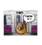 半蔵門線を利用される貴方へ、ウロコインコ（個別スタンプ：7）