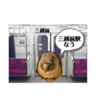 半蔵門線を利用される貴方へ、ウロコインコ（個別スタンプ：11）