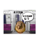 半蔵門線を利用される貴方へ、ウロコインコ（個別スタンプ：12）