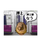 半蔵門線を利用される貴方へ、ウロコインコ（個別スタンプ：16）