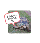 のんびりルッカスタンプ♪敬語ver.（個別スタンプ：16）