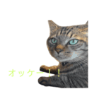 カール＆クレヨンの毎日（個別スタンプ：1）