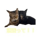 カール＆クレヨンの毎日（個別スタンプ：16）