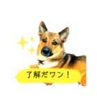 雑種犬のすら君（個別スタンプ：1）