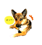 雑種犬のすら君（個別スタンプ：2）