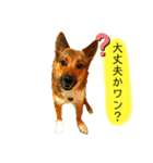 雑種犬のすら君（個別スタンプ：3）