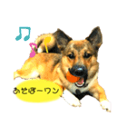 雑種犬のすら君（個別スタンプ：4）