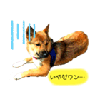 雑種犬のすら君（個別スタンプ：5）