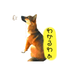 雑種犬のすら君（個別スタンプ：6）