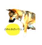雑種犬のすら君（個別スタンプ：7）