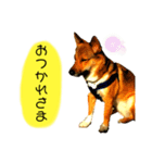 雑種犬のすら君（個別スタンプ：8）