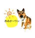 雑種犬のすら君（個別スタンプ：9）